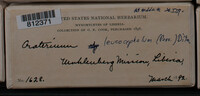 Craterium leucocephalum var. leucocephalum image
